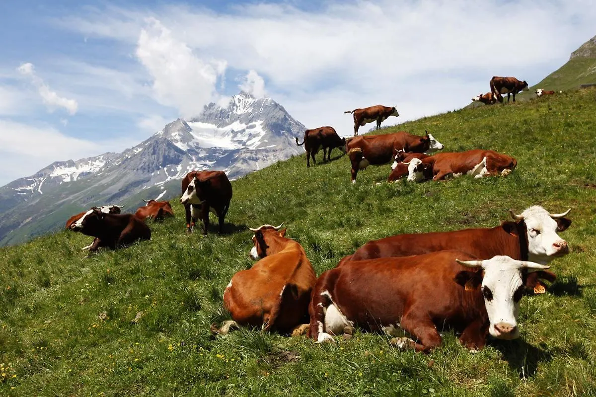 Lägenhet Les Balcons Proche Parc National Vanoise Appartements 2 Pieces 6 Pers Montagne Superieur Termignon Frankrike